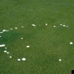 Type 3 fairy ring, showing mushrooms without noticeable effects on turfgrass. Photo by William M. Brown Jr., Forestry Images.
