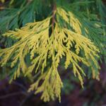 Calocedrus decurrens ‘Aureovariegata’ foliage