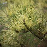 Pinus densiflora ‘Oculus Draconis’ close up