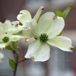 Cornus floridawhite flower 