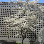 Cornus florida tree with white flowers