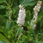 Clethera alnifoia flower