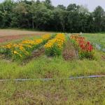 A few rows of cut flowers on a farm in Hampden County, Photo: H. Whitehead