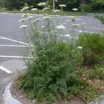 Wild carrot or Queen Anne’s lace