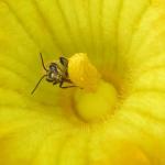 Wild squash bee on a pumpkin flower. Photo by Elsa Youngsteadt (NC State Extension)