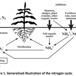 Figure 1. Generalized illustration of the nitrogen cycle.