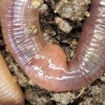 Not "crazy" worm clitellum color is somewhat similar to color of the body.