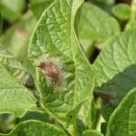 Late blight lesion on potato foliage.