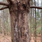 Symptoms of Caliciopsis canker include old and fresh resin streaking on the main trunk.