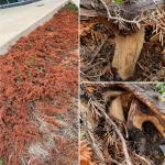  Rodent damage and subsequent death of groundcover juniper (Juniperus sp.)