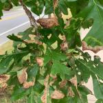 Oak leaf blister, caused by Taphrina caerulescens, on bur oak (Quercus macrocarpa)
