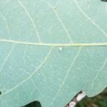 Lecanium scale crawlers (minute white flecks) on underside of white oak leaf