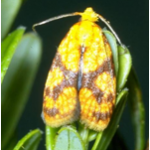 sparganothis adult moth