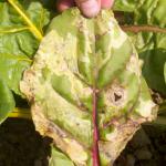 spinach leafminer damage