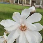 Loebner Magnolia (Magnolia x loebneri ‘Merrill’