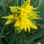Daffodils (Narcissus cultivars)