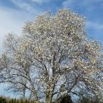Loebner Magnolia (Magnolia x loebneri ‘Merrill’
