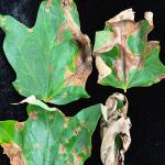Maple anthracnose, caused by Aureobasidium apocryptum, on sugar maple (Acer saccharum)