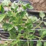 A tomato plant experiencing epinasty symptoms from ethylene injury (J. Mussoni)