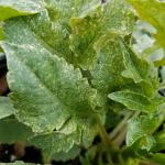 Symptoms of two-spotted spider mite infestation on dahlia (J. Mussoni)
