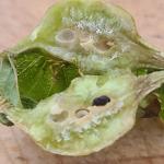 Galls formed by the Asian chestnut gall wasp (Dryocosmus kuriphilus) but inhabited by Torymus sinensis, an introduced biological control. Photographed by Jeff Rosenblum on 9/27/24 in Florence, MA.