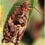 Blackheaded fireworm moth