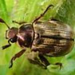 oriental beetle adult