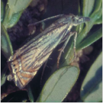 Cranberry girdler adult moth