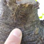 3rd instar gypsy moth caterpillars can be seen resting on the trunk of a young oak in Amherst, MA as observed on 5/21/19. In the 3rd instar, a defining feature of these older caterpillars is that their coloration becomes more pronounced when compared to 1st and 2nd instars. (Tawny Simisky, UMass Extension)