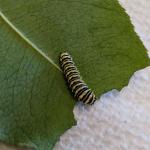 Third instar promethea moth caterpillar being reared indoors on black cherry (6/20/2024). Photo: Tawny Simisky, UMass Extension.