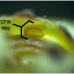 CFW egg