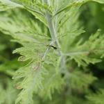  Four lined plant bug and damage on Russian sage (R. Norton)