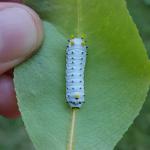 Fourth instar promethea moth caterpillar being reared indoors on black cherry (6/25/2024). Photo: Tawny Simisky, UMass Extension.