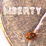 beetle on penny