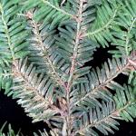 Fig. 2: Spruce spider mite (Oligonychus ununguis) infestation on eastern hemlock (Tsuga canadensis). Large hemlock that is approximately 70-years-old. The tree has also been dealing non-native insect infestations (HWA and more recently, EHS) in recent years. Mottled, chlorotic specks are scattered across the needles (especially last year's), and this symptom is commonly referred to as flecking.