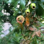 Fig. 1. Cedar-quince rust, caused by Gymnosporangium claviceps, on hawthorn (Cratageus). The pinkish-orange hairs protruding from the fruit are fungal reproductive structures that disseminate rust-colored spores, which can be seen on the nearby leaves. The fungus attacks Juniperus species and several members of the rosaeceous family, including serviceberry, apple, pear and quince.