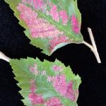 Fig. 3. Erineum galls, caused by an Eriophyid mite infestation, on river birch (Betula nigra). The galls appear as large patches of red, fuzzy growth and similar types of galls are produced on viburnum, linden and maple. Little to no damage results from infestation.