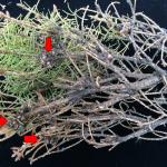 Fig. 4. Spruce bud scale (Physokermes piceae) infestation on dwarf Alberta spruce (Picea glauca 'Conica'). The mature scales appear as globular, reddish-brown masses that are embedded at the base of new twigs (indicated by red arrows). Lower limbs are more likely to be harboring infestations and large populations of the scale often lead to branch dieback. Inside the body cavity of each scale, there were tens of small, pinkish crawlers present. The dead stems are blackened by sooty mold fungi.