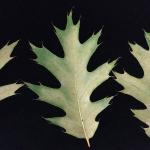 Fig. 2. Bronzing and flecking of red oak (Quercus rubra) leaves caused by oak spider mites (Oligonychus bicolor).