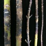 Fig. 2: Stem cankers, caused by Botryosphaeria, on red twigged dogwood (Cornus sericea). Large, sunken lesions and blackening of the bark, coupled with the presence of small, eruptive cankers were symptoms of infection.