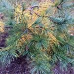 Fig. 1: Dwarf eastern white pine (Pinus strobus 'John's Find') with senescing interior needles.