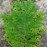 Fig. 3: Bacterial leaf spot, caused by Xanthomonas campestris, on oakleaf hydrangea (Hydrangea quercifolia). Note the angular-shaped spots confined by the leaf veins. The spots can coalesce to create larger, necrotic blotches.