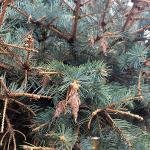 Fig. 1: Bagworm (Thyridopteryx ephemeraeformis) infestation on a declining blue spruce (Picea pungens).  2014 was a banner year for bagworm sightings, mostly on arborvitae (Thuja). However, this insect pest can also attack juniper, pine and many other evergreens. This particular blue spruce was badly pruned of it all its lower branches and had symptoms of needle cast and stem cankering, in addition the bagworm (photo by K.S. Allen).