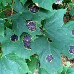 Fig. 3: Tar spot, caused by Rhytisma acerinum, on Norway maple (Acer platanoides). There are three known species of Rhytisma that attack maple in North America. Rhytisma acerinum is most common on Norway maple and produces very large (up to 3 cm in diameter), slightly-raised leaf spots. These large leaf spots are actually a conglomeration of numerous small spots arising in the same location.