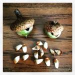 Oak acorns with damage from the acorn pip gall causing wasp collected in New Hampshire on 7/29/2019. (Photo and ID Courtesy of Jen Weimer, Forest Health Specialist, NH Division of Forests & Lands)