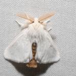 Adult browntail moth reported on 7/13/21 in Plymouth, MA. (iNaturalist by iandavies.)