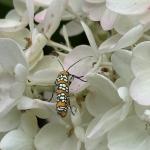 Adult moth of the ailanthus webworm photographed on 8/27/2024. Image courtesy of Marc Fournier.