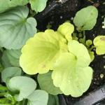 Symptoms of ammonium toxicity in pansy (G. Njue)