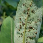Oleander aphids may turn into mummies! These brown, papery aphids have been vacated by a parasitic wasp (Lysiphlebus testaceipes) that has developed within. As observed on milkweed on 9/17/19 in Amherst, MA. (Tawny Simisky, UMass Extension)