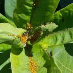 Bright yellow oleander aphids found feeding on milkweed on 9/17/19 in Amherst, MA. (Tawny Simisky, UMass Extension)